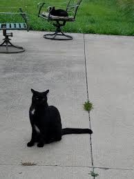 Moomoo Ky Cow Kitty Cow Cat Black Cat Cats