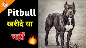 He doesn't get phased by the sort of things that might. American Pitbull Dog Price Buy Or Not Dogs Price List In India Most Expensive Pitbull Dog Youtube