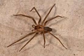 Brown Recluse Spider This Is A Good Image Of A Brown Recluse Fiddle Back That Clearly Shows The Fiddle Shaped Marki Recluse Spider Wolf Spider Spider Bites
