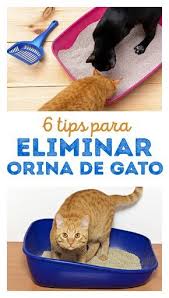6 Tips Basicos Para Eliminar El Olor A Orina De Gato Cocina Vital Que Cocinar Hoy Orina De Gato Areneros Para Gatos Olores De Orina De Gato