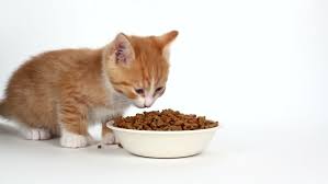 One single oatmeal cookie is already likely to contain around 100 calories. Can Cats Eat Oatmeal And What Are The Benefits For Cats Goodmorning Orange Kittens Easy Healthy Breakfast Diet Food List