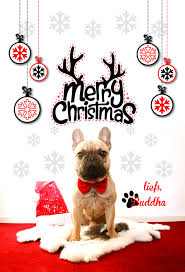 High quality french bulldog gifts and merchandise. Christmas Card With Our French Bulldog French Bulldog Gifts French Bulldog Art Frenchie Bulldog