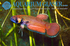 Betta macrostoma is one of the most beautiful betta. Betta Macrostoma Aquarium Glaser Gmbh