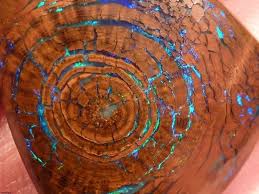 Opalized Wood Gems And Minerals Rocks And Minerals Minerals And Gemstones