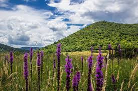 Top Spring Wildflower Hikes In The Blue Ridge Mountains Blue Ridge Mountain Life This app helps find and identify plants. top spring wildflower hikes in the blue