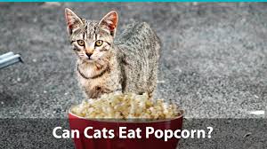 Benefits of popcorns for cats. Can Cats Eat Popcorn Or Is It Bad For Them