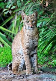 According to the liger world website, nook was abandoned by its owners when it was around 3 and a half months old. Big Cats Untitled By Megan Lorenz Wild Cat Species Cats Wild Cats