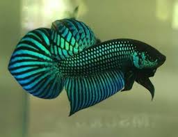 What can we learn from how these fish live in the wild? 215 Wild Type Betta Splendens Mahachaiensis Male Hewan