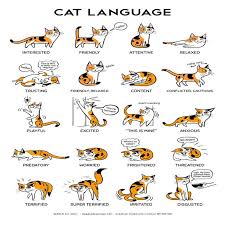 Cat Language Cat Language Cat Body Cats