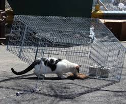 If you trap a feral cat, expect it to be extremely quiet, stealthy and to avoid eye contact. Neighborhood Cats How To Tnr Trapping The Basics