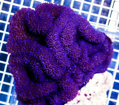 Purple Haddoni Carpet Reef2reef Saltwater And Reef Aquarium Forum Sea anemone guide for caribbean carpet anemone, stichodactyla helianthus, sea anemone facts and pictures, sea anemone care, carribean sea anemone habitat and keeping the clown fish.