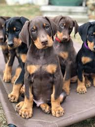 Prima dobermans raises quality akc doberman pinschers bred with emphasis toward conformation (meaning structure, form, appearance, and movement), protection instinct, love & affection, sound temperament, and health & longevity. Breeder Referral Doberman Pinscher Club Of America