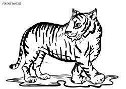 Disegni Di Tigri Da Stampare E Colorare Gratis Portale Bambini Tiger Coloring Coloringpages Coloringinspiration Disegni Colori Stampe