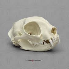 In general, all of the above breeds are characterized by Domestic Cat Skull Bone Clones Inc Osteological Reproductions