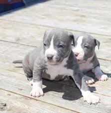 Browse thru our id verified puppy for sale listings to find your perfect puppy in your area. American Pit Bull Terrier Puppies For Sale Columbus Oh 227663