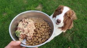 This food has protein based on organic peas and other sustainably grown vegetables and. How To Make Healthy Dog Food Dogs Can Be Plant Based Too Gwen Le Tutour