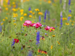 It S Got To Be A God Thing Family S Acres Of Flowers Draw Crowds Near Eagle Home Garden Journalstar Com Caught the tail end of the wildflowers on the trail to upper and lower sand creek lake. acres of flowers draw crowds near eagle