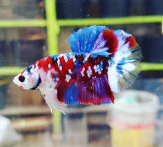 Our bettas are hand selected from the best farms in thailand. Koi Galaxy Multicolor Hmpk Cupang Koi Betta Pet Fish