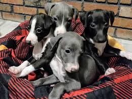 View our available italian greyhound puppies. Skyline Kennels Italian Greyhound Puppies For Sale Facebook