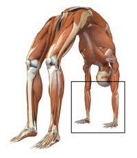 Balancing The Forearms Wrists Hands In Full Arm Balance Urdhva Dhanurasana Yoga Anatomy Yoga Art Yoga Teacher Resources
