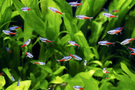5 gallons (10 recommended) care level: Neon Tetra Complete Care Guide 2021 Fishkeeping World