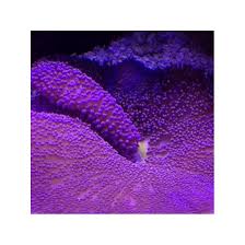 Stichodactyla Gigantea Purple Carpet Anemone Xl Size The purple carpet anemone, stichodactyla gigantea, also known as haddon's anemone, saddle anemone, saddle carpet anemone, and saddleback anemone, is best kept on a soft substrate.