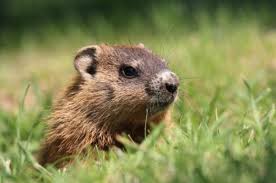 It derives from the pennsylvania dutch superstition that if a. Groundhog Day In The United States
