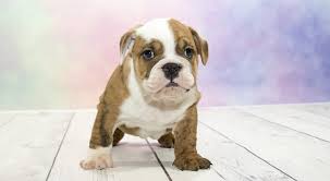 Victorian bulldog dog breeders directory. The Victorian Bulldog Top Breed Guide And Facts Animal Corner