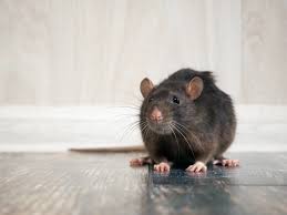 Eine rattenplage im grundstück kannst du ganz sicher ratten sind am helllichten tag im garten. Tipps Und Mittel Gegen Ratten Was Wirklich Hilft Rentokil