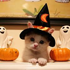 These Pictures Of Baby Animals And Cute Poses Are Too Much They Will Make Your Smile For The Day Absolu Pet Halloween Costumes Halloween Animals Cute Animals