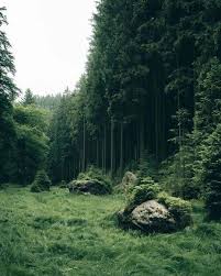 For More Follow Us Tags Fairycore Fairyforest Forestaesthetic Forest Woods Fai Landscape Photography Art Landscape Photography Nature Photography