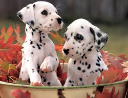 With their breeder, waiting for you! Dalmatian Puppies Cute Dogs Alison Martin