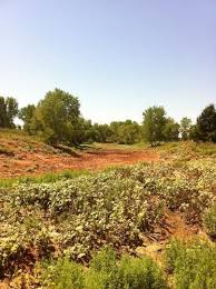 80 Acres In Woods County Oklahoma Acre Oklahoma Outdoor