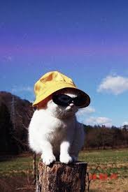 Cool Cat Cat Aesthetic Cute Cats Cool Cats