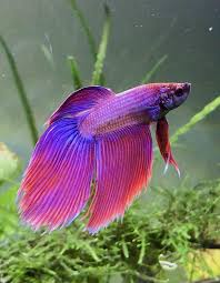 Betta fish are best known for being small, colorful pets with big personalities. Im Finally Able To Post Here Meet Boxer My New Veiltail Betta Bettafish