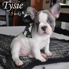 Find french bulldogs for sale on oodle classifieds. Blue Fawn Pied Bluehaven French Bulldogsbluehaven French Bulldogs