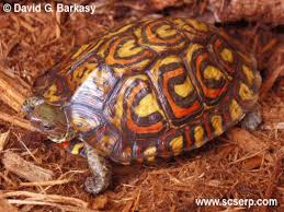 Painted Wood Turtle Turtle Sanctuary Turtle Wood Turtle