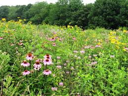Butterflies Abound In Fields Of Summer Wildflowers Lemon Bay Conservancy Wildflower pictures sorted by color. summer wildflowers lemon bay conservancy