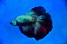 He's a dragon scale betta. Vibrant Live Tropical Blue Dragon Scale Betta Fighting Fish W Super Delta Tail Beta Fish Tank Siamese Fighting Fish Betta Fish