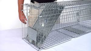Click here to browse our live cat traps. How To Set Havahart Feral Cat Trap Model 1099 Youtube