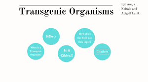 Transgenic organisms are organisms whose genetic material has been changed by the addition of foreign genes. Transgenic Organisms By Anajayana Gilmore