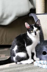 Pin On Cats