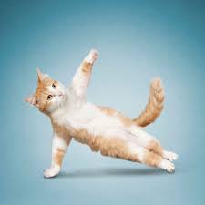 See Cats And Dogs Doing New Year S Yoga Dog Doing Yoga Cat Yoga Animal Yoga