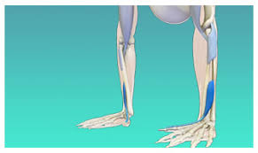 Scientific Keys Teaching Yoga Arm Balances Wrist