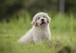 Mi mountain doodles cindy coleman 2610 stoney creek rd oakland, mi 48363 phone: Golden Retriever Puppies For Sale Akc Puppyfinder
