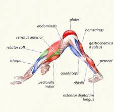 Adho Mukha Svanasana Downward Facing Dog Who Says Yoga Isn T A Work Out For Your Muscles Yoga Anatomy Yoga Fitness Yoga Muscles