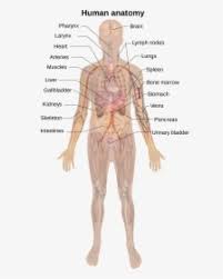 Body mass index (bmi) is calculated using your height and weight and is approximately related to body fat percentage. Female Body Labeled Diagram Hd Png Download Kindpng