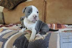 I have five red nose puppies available for sale. View Ad American Pit Bull Terrier Puppy For Sale Near Ohio Painesville Usa Adn 16646