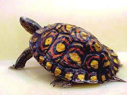 Ornate Wood Turtle Rhinoclemmys Pulcherrima Manni Wood Turtle Pet Turtle Types Of Turtles