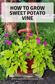 How To Grow Sweet Potato Vine Gardening Channel Potato Vine Planters Growing Sweet Potatoes Potato Vine Plant